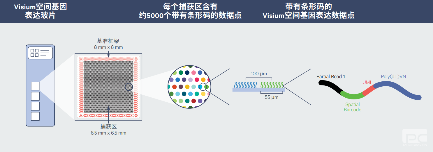 Visium空间基因表达玻片的组成.png