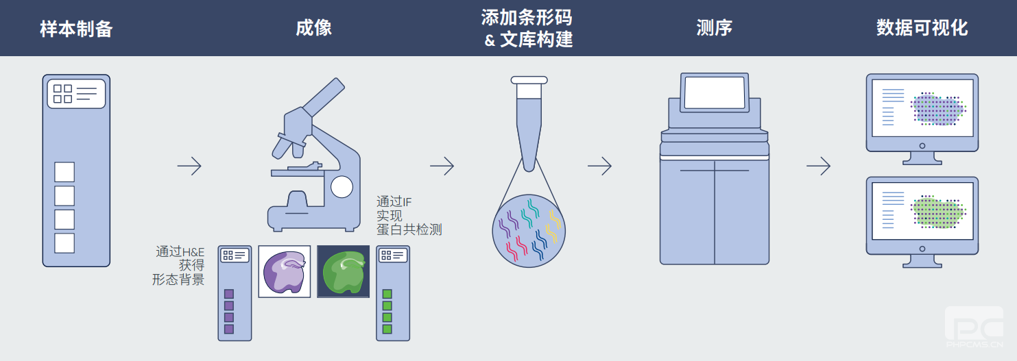 Visium空间基因表达的流程图.png